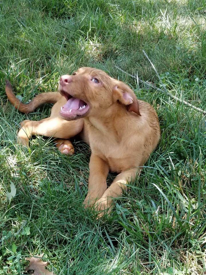 Ni, an adoptable Vizsla in Poland, IN, 47868 | Photo Image 2