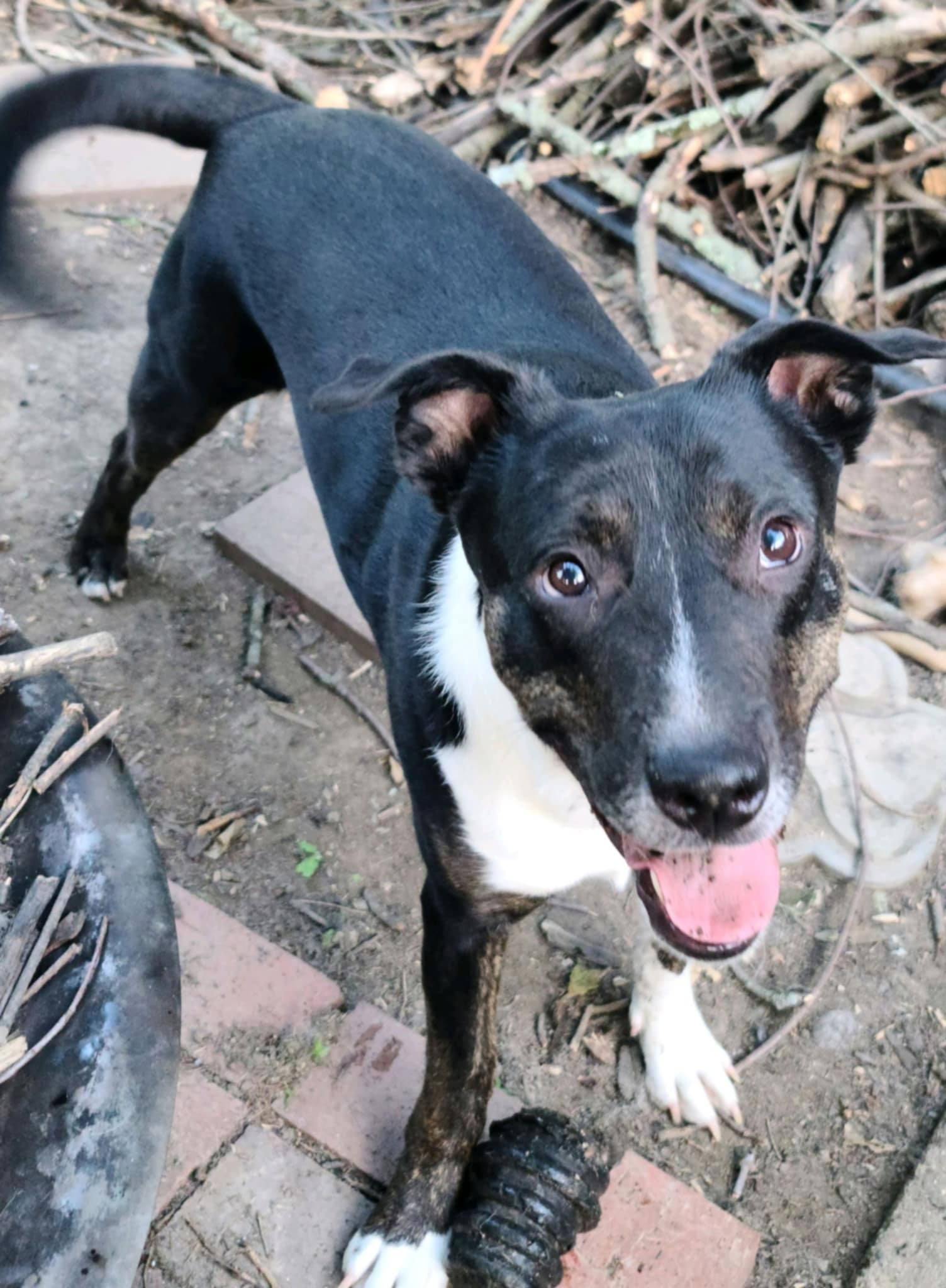 Axton *FTA*, an adoptable Border Collie in Ashville, OH, 43103 | Photo Image 1