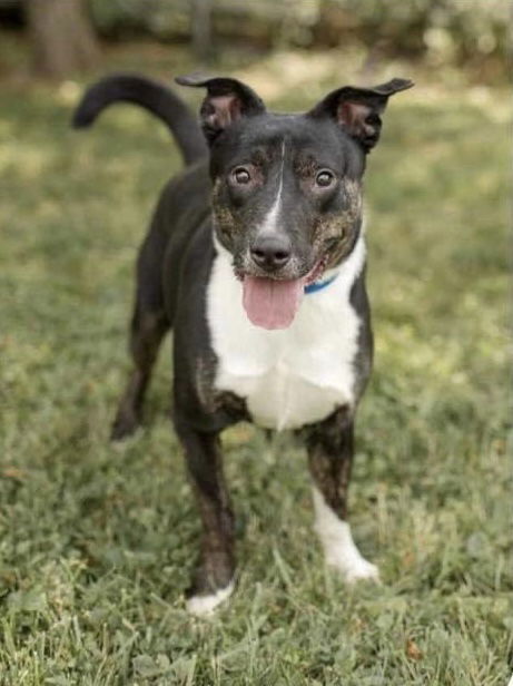 Axton *FTA*, an adoptable Border Collie in Ashville, OH, 43103 | Photo Image 2