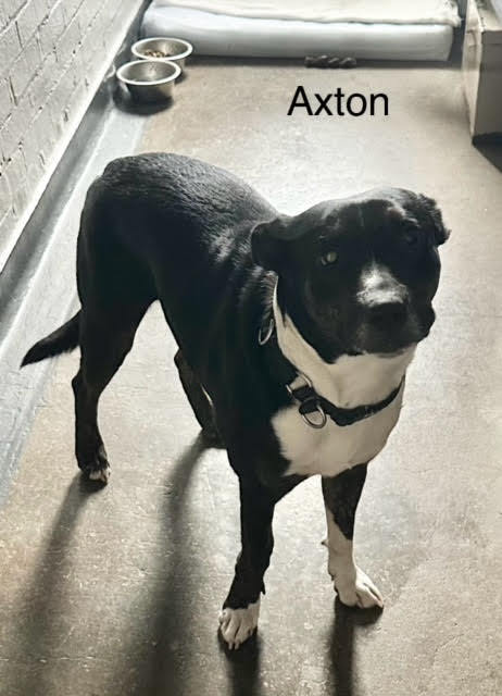 Axton *FTA*, an adoptable Border Collie in Ashville, OH, 43103 | Photo Image 3