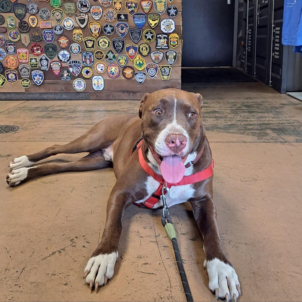 Sebastian, an adoptable Mixed Breed in Savannah, GA, 31406 | Photo Image 2