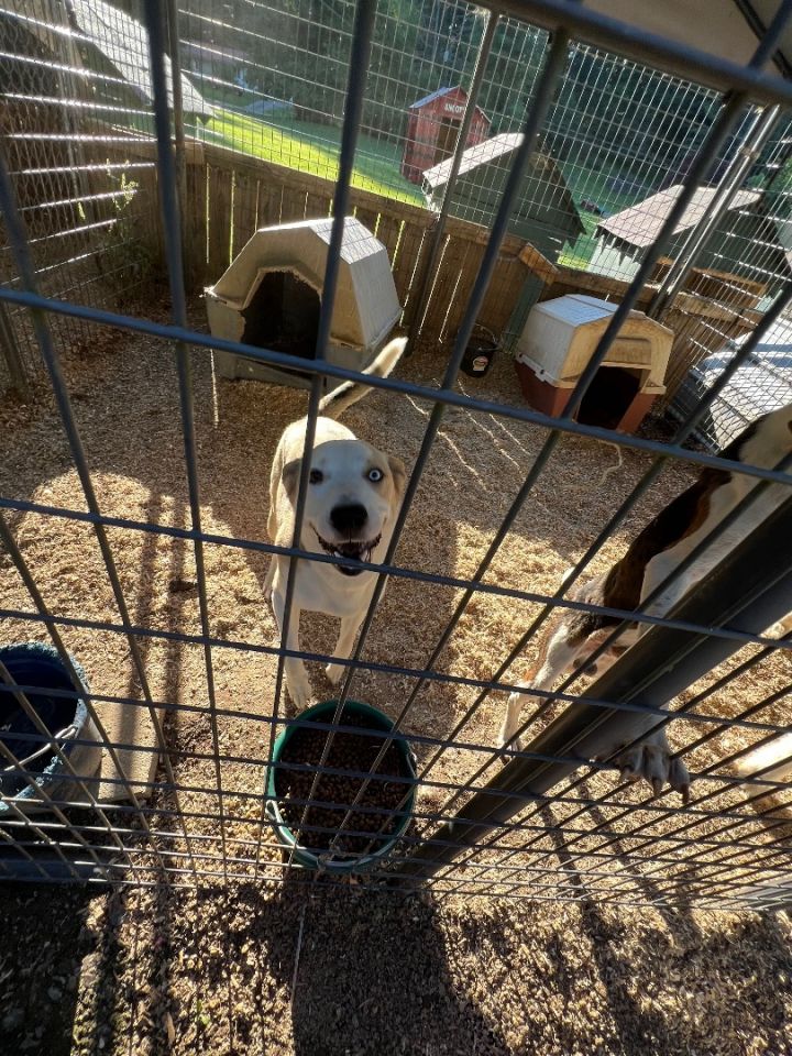 Rex, an adoptable Husky & Terrier Mix in Mountain City, TN_image-4