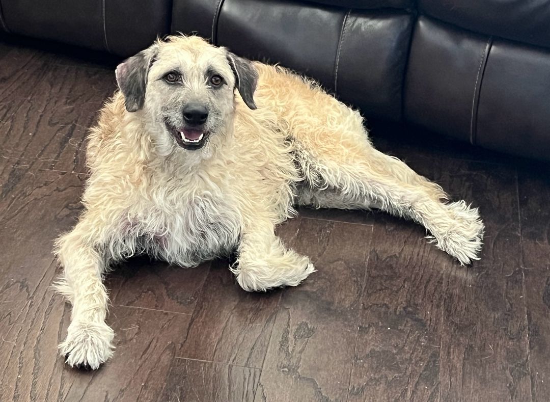 Irish wolfhound golden retriever sales mix