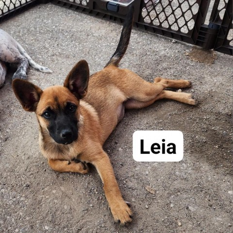 Leia, an adoptable Mixed Breed in Newton, IA, 50208 | Photo Image 1