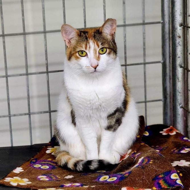 Honey (PetSmart Ithaca)