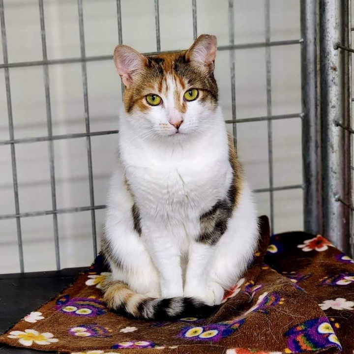 Honey (PetSmart Ithaca) 1