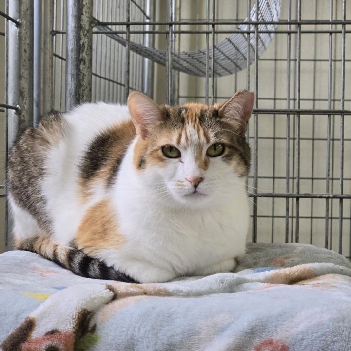 Honey (PetSmart Ithaca) 2