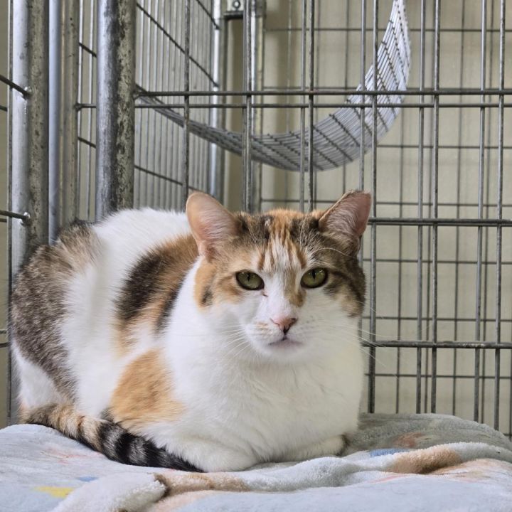 Honey (PetSmart Ithaca) 3