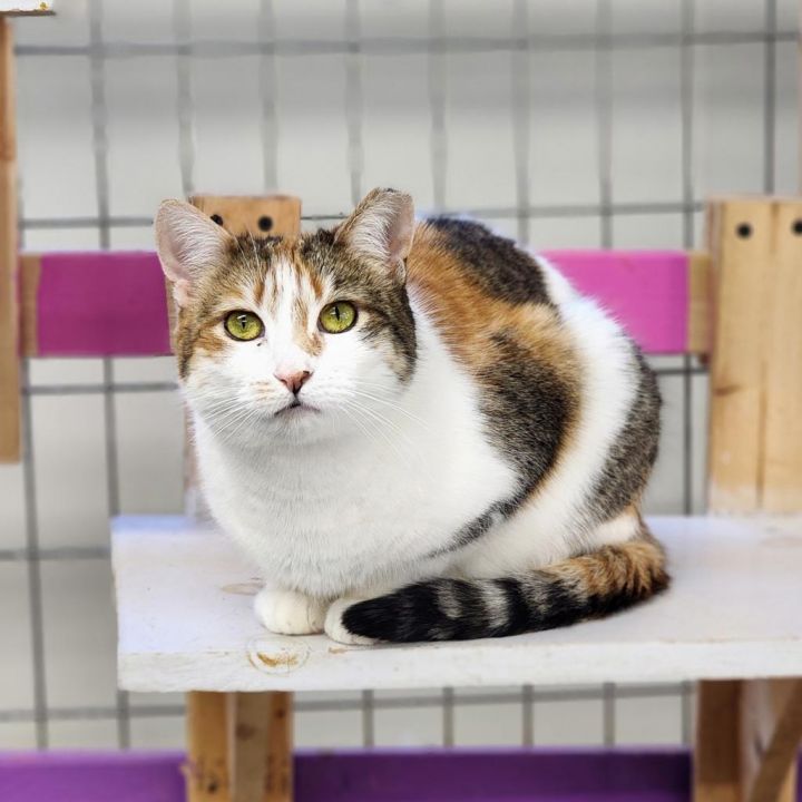 Honey (PetSmart Ithaca) 4