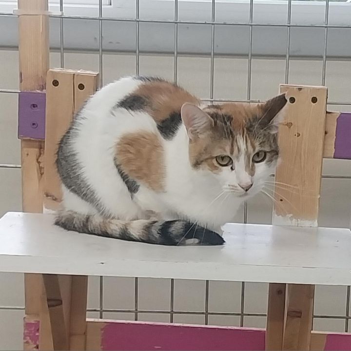 Honey (PetSmart Ithaca) 5