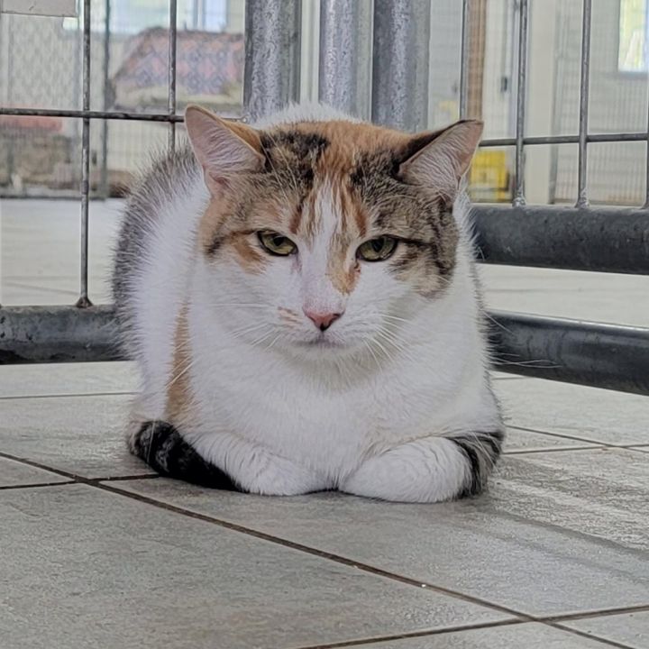 Honey (PetSmart Ithaca) 6