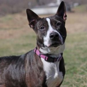Pitbull store foster care