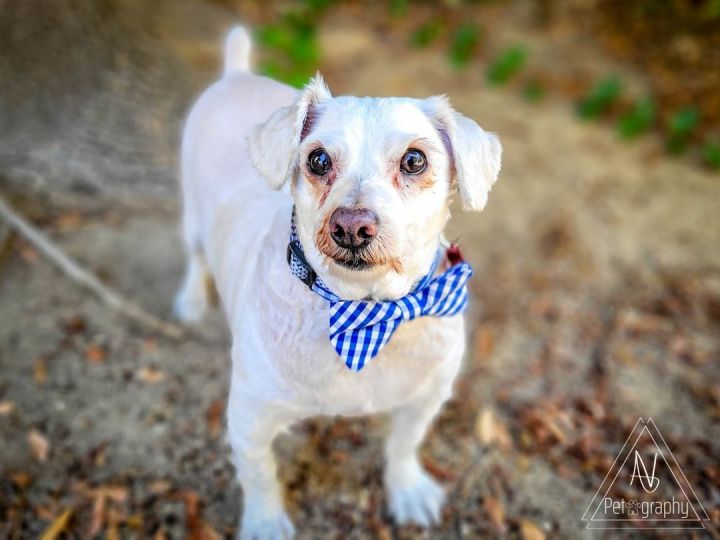 Kevin, an adoptable Miniature Poodle in Temecula, CA_image-1