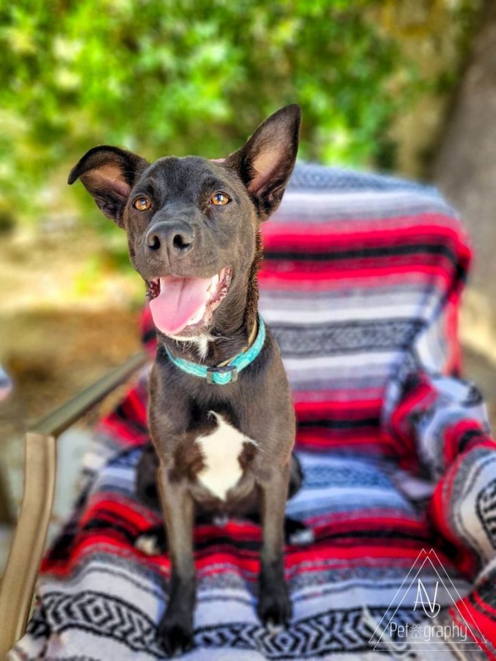 Dodge, an adoptable Terrier in Murrieta, CA_image-2