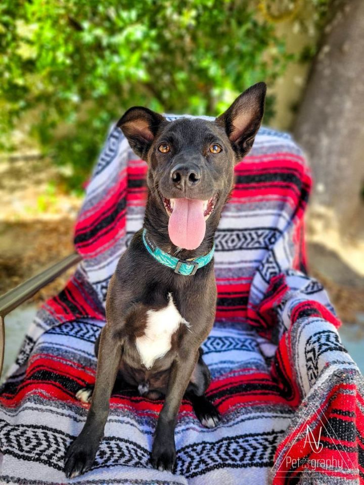 Dodge, an adoptable Terrier in Murrieta, CA_image-4