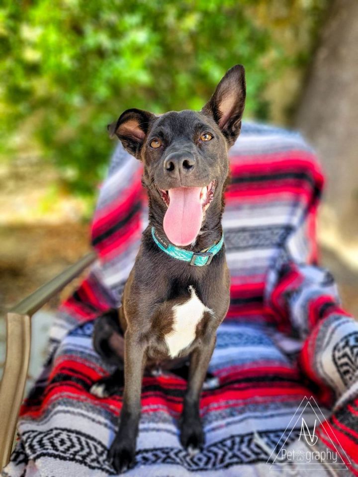 Dodge, an adoptable Terrier in Murrieta, CA_image-5