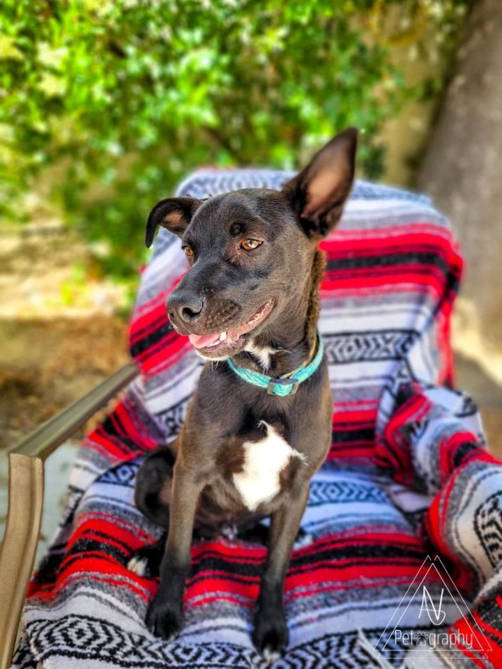 Dodge, an adoptable Terrier in Murrieta, CA_image-6
