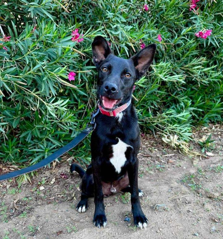 Dodge, an adoptable Terrier in Murrieta, CA_image-1