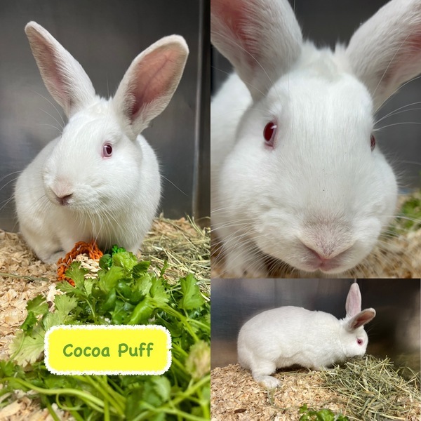 Cocoa best sale puff rabbit