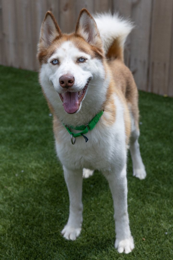 Lexi, an adopted Siberian Husky Mix in Naperville, IL_image-4