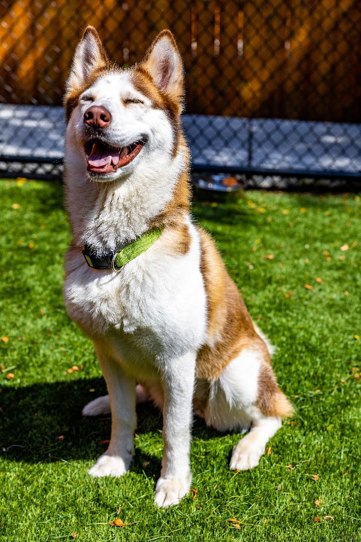Lexi, an adopted Siberian Husky Mix in Naperville, IL_image-5