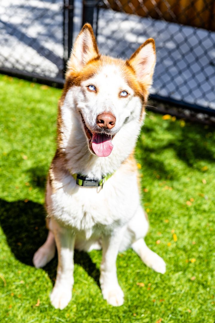 Lexi, an adopted Siberian Husky Mix in Naperville, IL_image-6