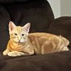 Carlton
