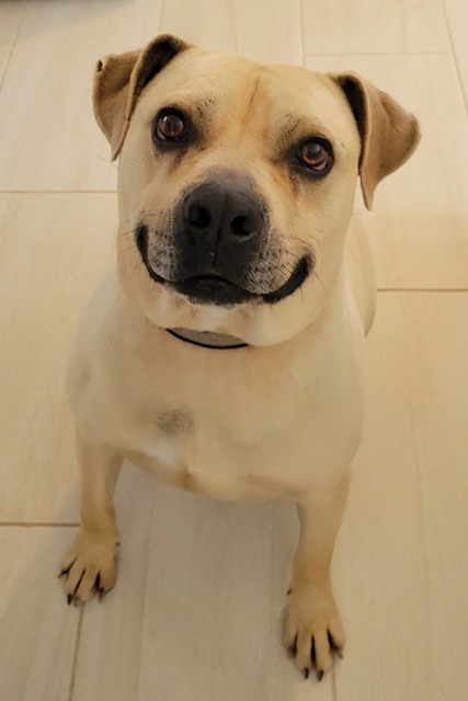 BUBBA, an adoptable Boxer, Mixed Breed in Crossville, TN, 38557 | Photo Image 1