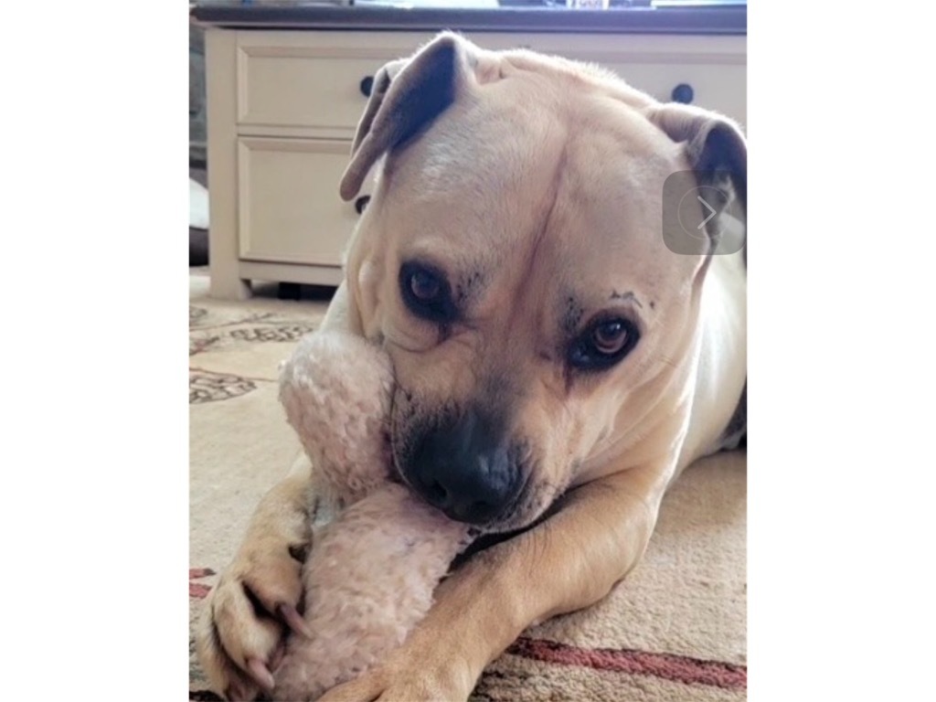 BUBBA, an adoptable Boxer, Mixed Breed in Crossville, TN, 38557 | Photo Image 1