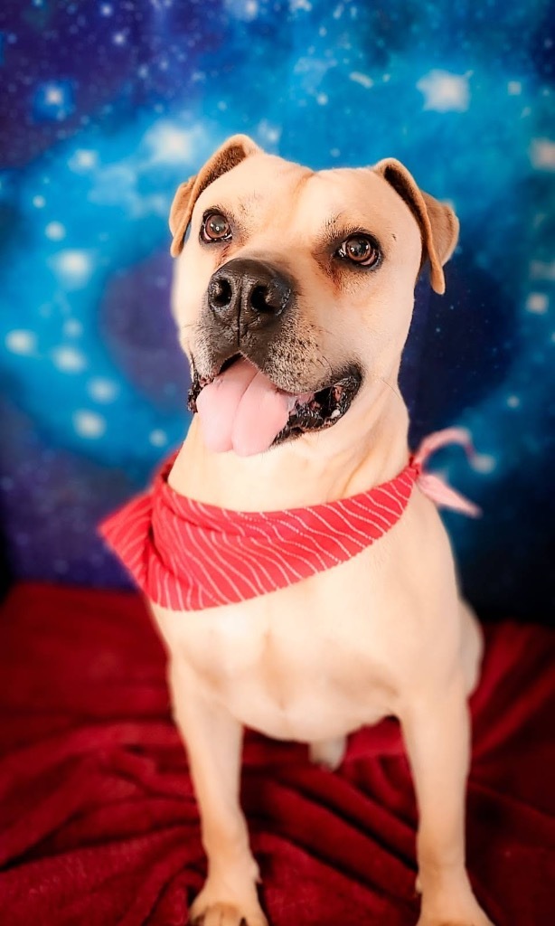 BUBBA, an adoptable Boxer, Mixed Breed in Crossville, TN, 38557 | Photo Image 2