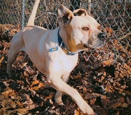 BUBBA, an adoptable Boxer, Mixed Breed in Crossville, TN, 38557 | Photo Image 2