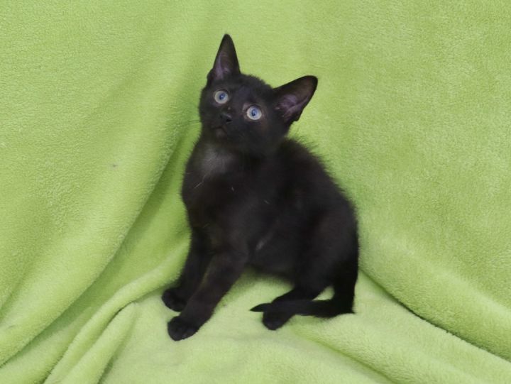 Hawk, an adoptable Bombay & Domestic Short Hair Mix in Saint Augustine, FL_image-4