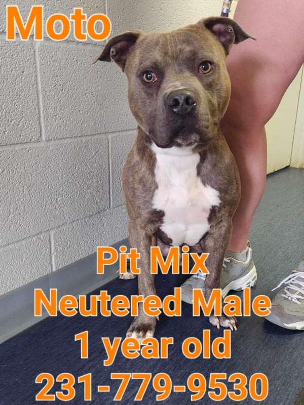 Dogs at Wexford County Animal Shelter Shelter Animal