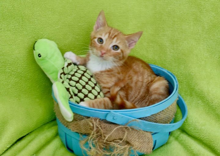 Kite, an adoptable Tabby Mix in Saint Augustine, FL_image-1