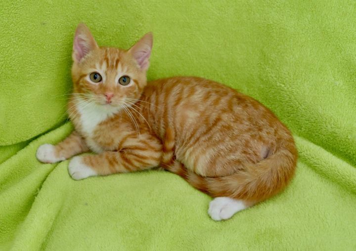 Kite, an adoptable Tabby Mix in Saint Augustine, FL_image-2