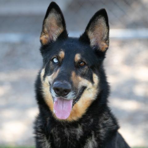 TWIX, an adoptable German Shepherd Dog, Mixed Breed in Camarillo, CA, 93010 | Photo Image 1