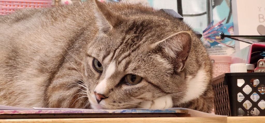 Homer Byrd, an adoptable Domestic Short Hair in Fort Lupton, CO, 80621 | Photo Image 2