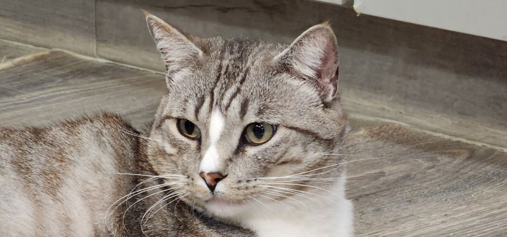 Homer Byrd, an adoptable Domestic Short Hair in Fort Lupton, CO, 80621 | Photo Image 3