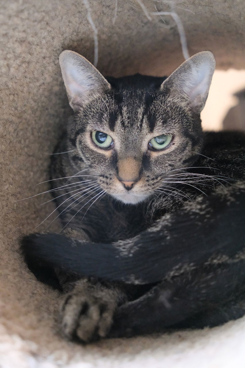 Misty, an adoptable Domestic Short Hair in Markham, ON, L3R 9A8 | Photo Image 1