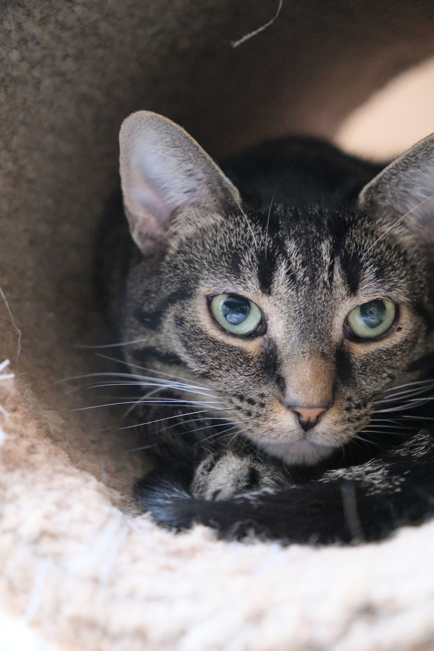 Misty, an adoptable Domestic Short Hair in Markham, ON, L3R 9A8 | Photo Image 2