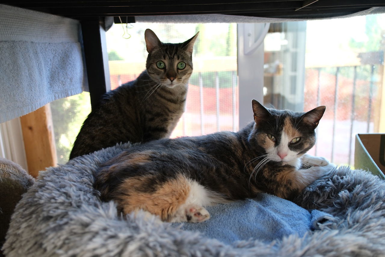 Misty, an adoptable Domestic Short Hair in Markham, ON, L3R 9A8 | Photo Image 3