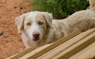 Alaska, an adoptable Mixed Breed in Page, AZ, 86040 | Photo Image 1