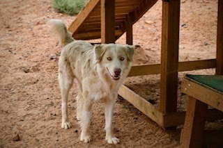 Alaska, an adoptable Mixed Breed in Page, AZ, 86040 | Photo Image 2