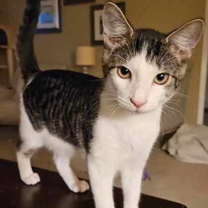 Bangor, an adoptable Domestic Short Hair in Savannah, GA, 31410 | Photo Image 1