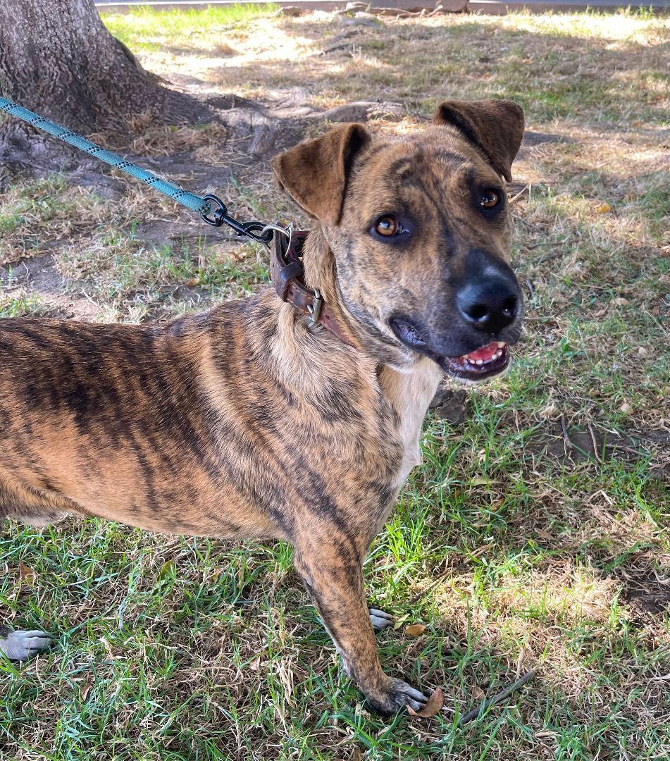 Brindle hot sale catahoula cur