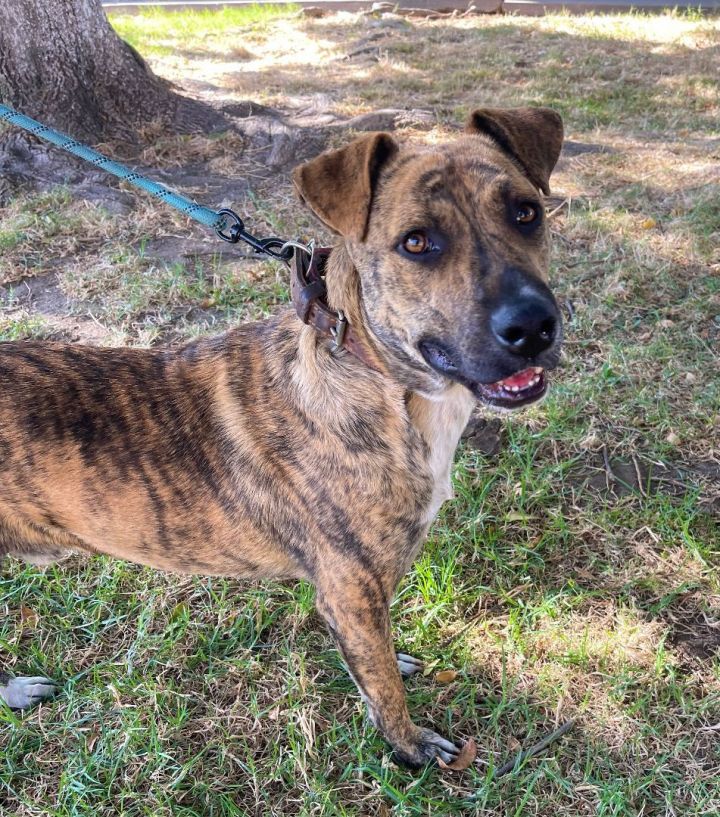 Catahoula store cur mix