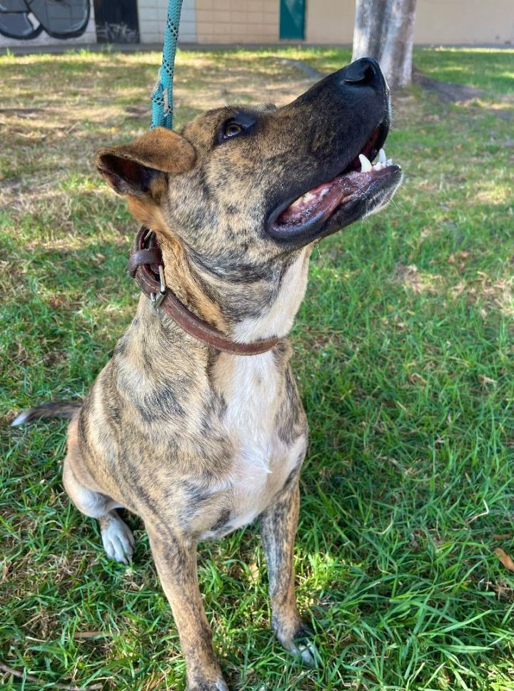 Catahoula leopard dog hot sale plott hound mix