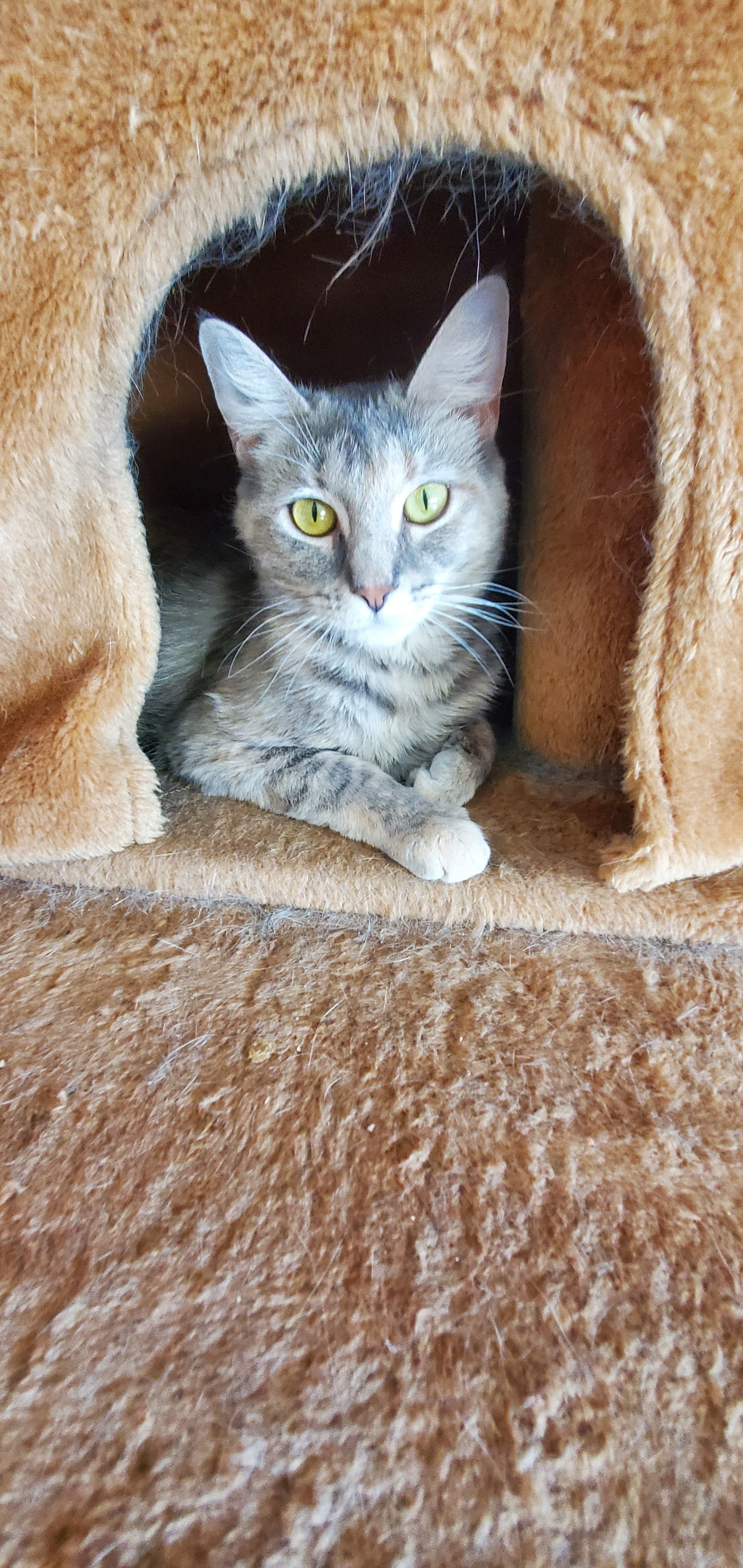 Hazel