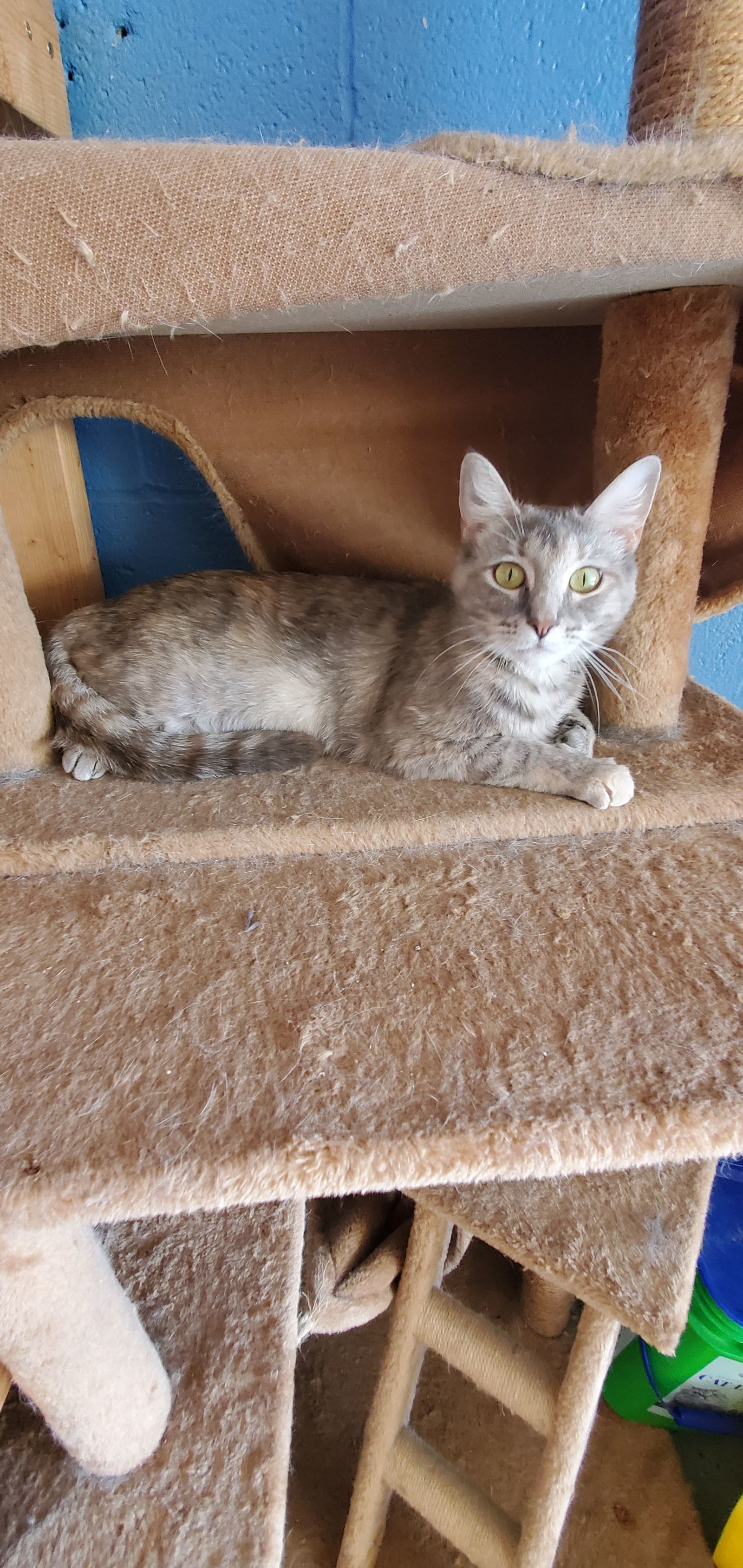 Hazel