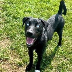 Dog For Adoption - Pluto, A Black Labrador Retriever & Husky Mix In  Wetaskiwin, Ab | Petfinder